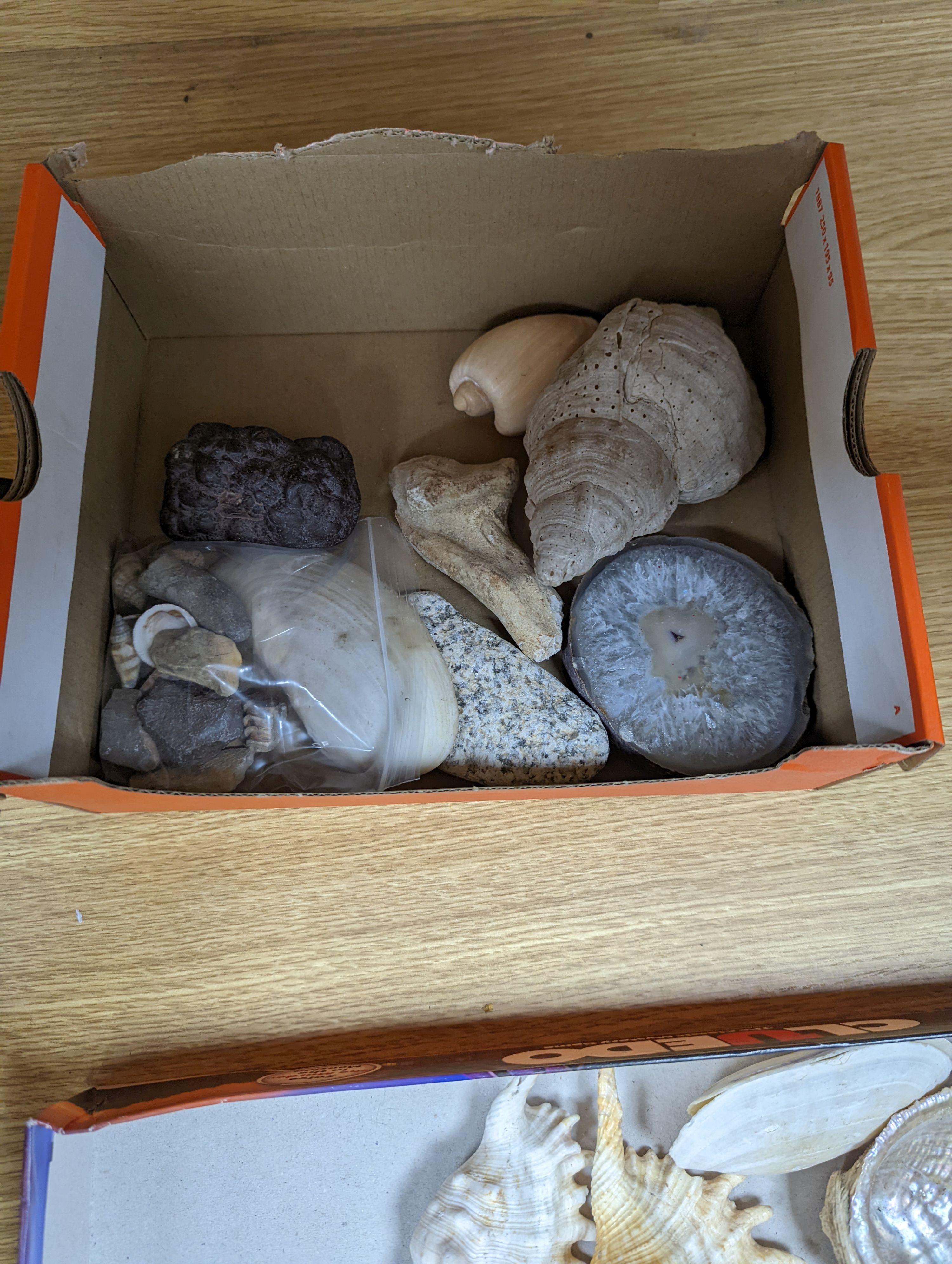 A quantity of various sea shells and fossils etc.